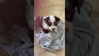 Video preview image #1 Mutt Puppy For Sale in Boca Raton, FL, USA
