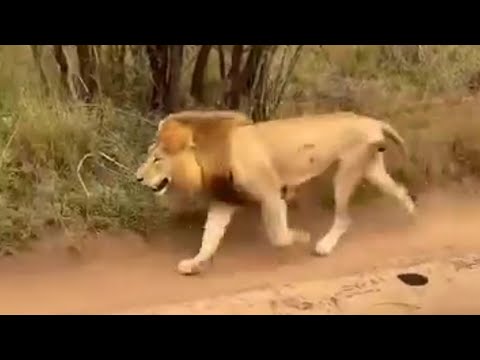 Tumbela male Lion Running Full speed after the fight with Plain Camp Males | 11 October 2023