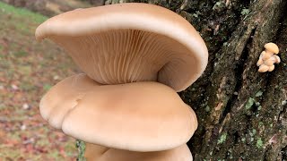 Stopping for free oyster mushrooms from mother gaia