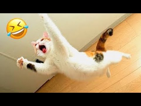 Hilarious animals that will make you laugh uncontrollably! 😂