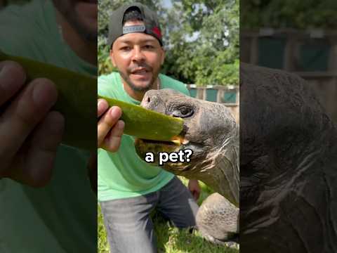 Should You Get a Tortoise as a Pet? 😳