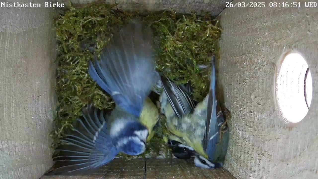 Flotter Dreier im Nest: 2 Blaumeisen vs. 1 Kohlmeise | 26.03.2025