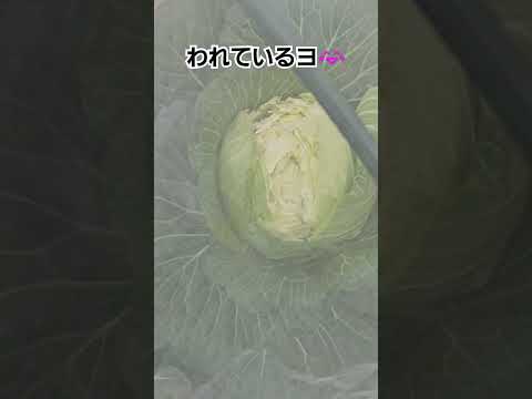 黒い斑点