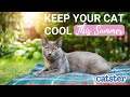11 Tips To Keep Cats Cool During Summer (without AC)
