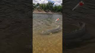 Download lagu Does BIG Bait EQUAL Big FISH⁉️(Find Out)(Personal BEST❓) mp3 Download lagu Does BIG Bait EQUAL Big FISH⁉️(Find Out)(Personal BEST❓) mp3