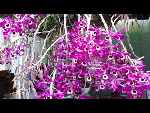 24/2/2022 Kèn Lai châu đang nụ, mời ae sưu tầm ạ. 0945369299 Oanh Tp Lai Châu.