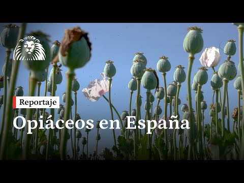 Opiáceos en España: sube su consumo y los agricultores eligen el opio como cultivo