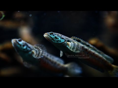 Ornage snakeheads fighting for dominance