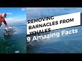9 Amazing Facts About Removing Barnacles From Whale 🐳