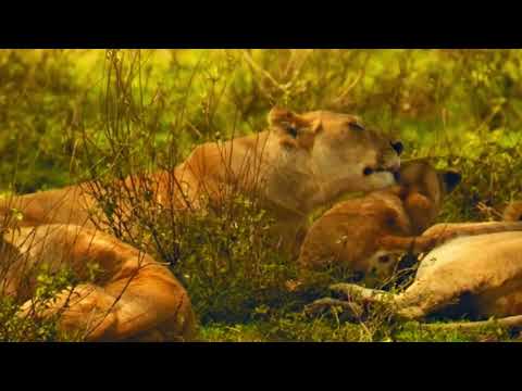 Wild Animals | ZAMBEZI JOURNEY Crossing the Waters of Peril | Animal Documentary