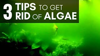 3 Tips to Get Rid of Algae in an Aquarium (Managing Easily)