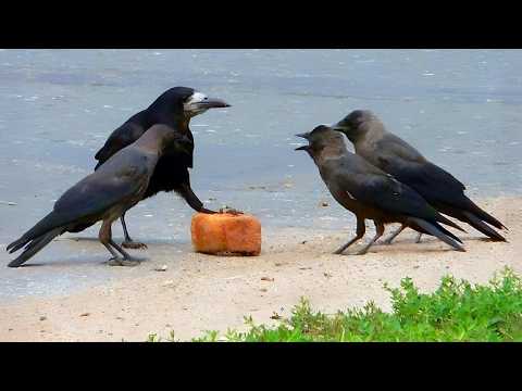 Hilarious CROWS Can't Control Their Drama! 🐦 ⬛🤣 Top Funny Crow Videos 2026