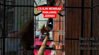 Download lagu cililin gacor panjang suara jernih #cililingacor #masterancililingacor #masterancililin mp3 Download lagu cililin gacor panjang suara jernih #cililingacor #masterancililingacor #masterancililin mp3