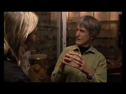 Donna Haraway on the 'humanimal'