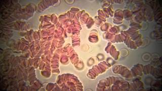 Dudu The Son - Easy to Say