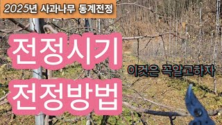 2025년12월 사과나무 전정(가지치기)시기 및 전정방법