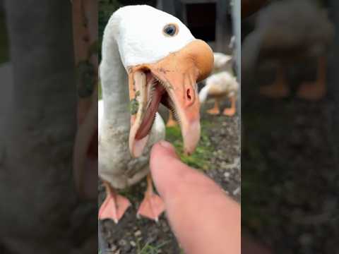 I survived a brutal goose attack