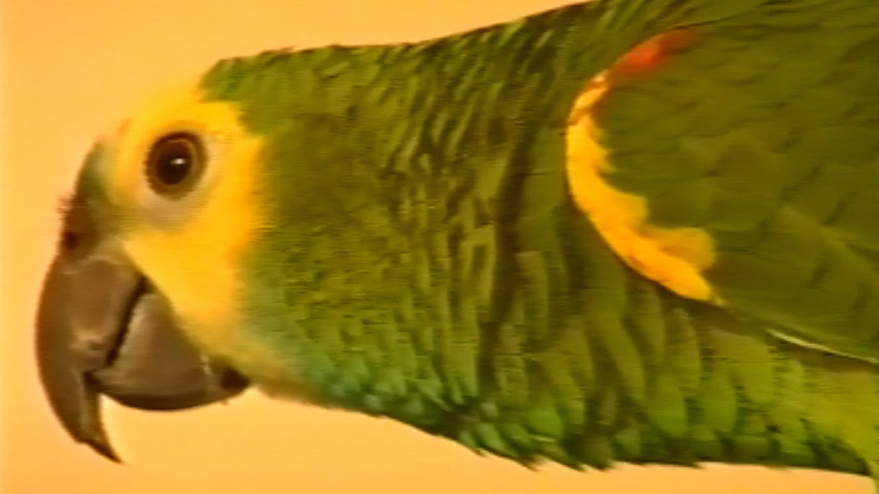 James the Parrot Chat 1999 Finalist