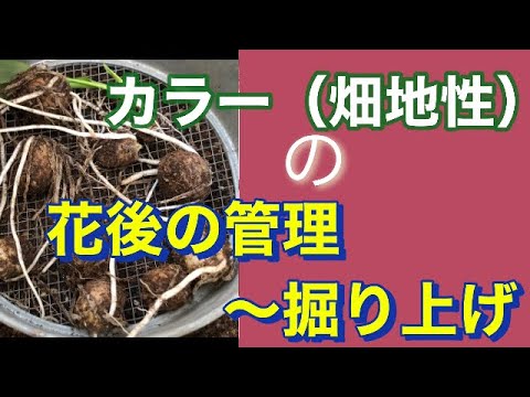 開花後のアマリリスの保存方法 種子の形成を避けるための3つのステップでケアを分割します