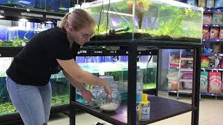 Дано: рыбка петушок 1 шт, небольшой аквариум, взятая из магазина подготовленная вода.
Вопрос: Как правильно высадить петушка в аквариум?