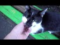Tuxedo Cat Meows Meow So Hungry