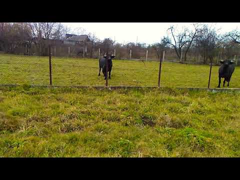 Bivolițele la păscut !(2017)