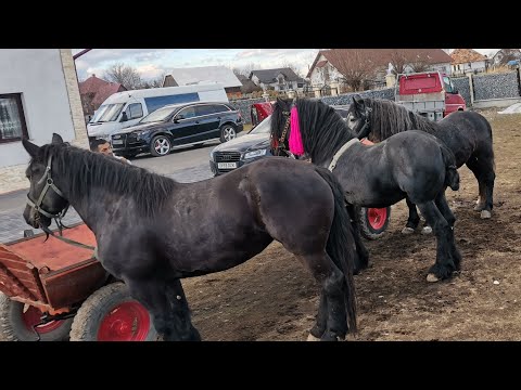 Caii lui Ion Buraciuc de la Bilca
