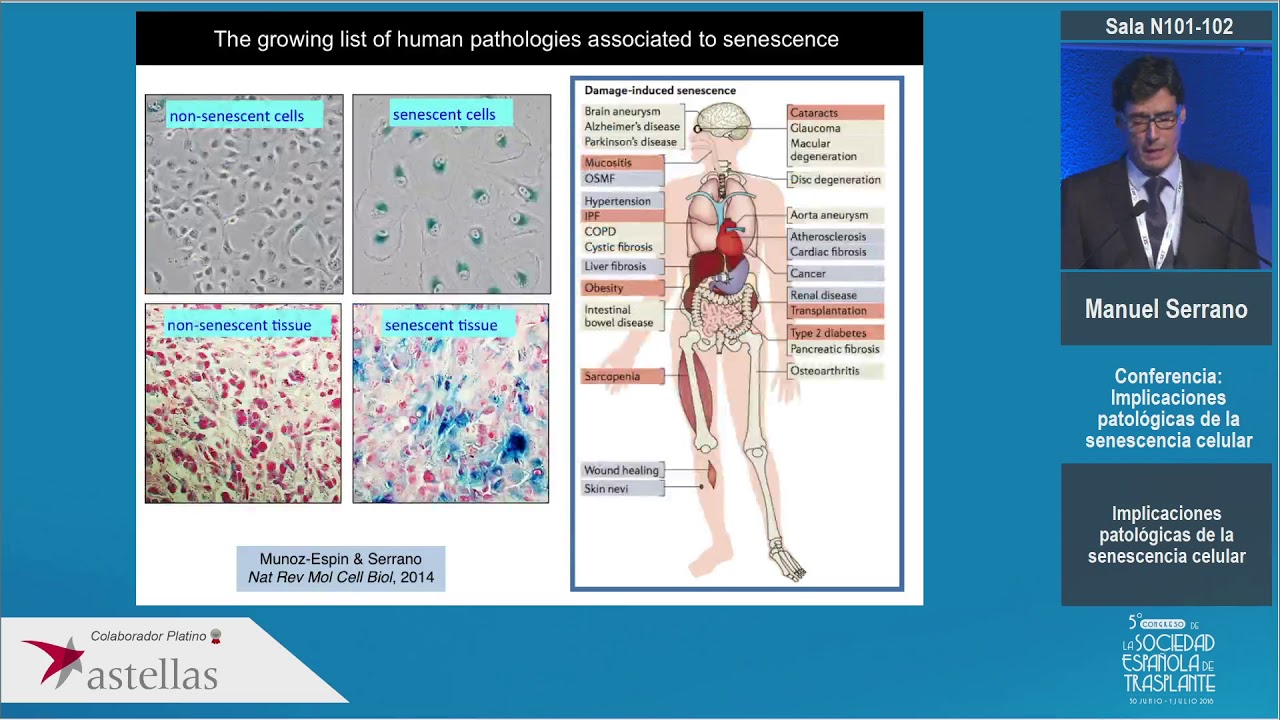 Manuel Serrano. Implicaciones patológicas de la senescencia celular