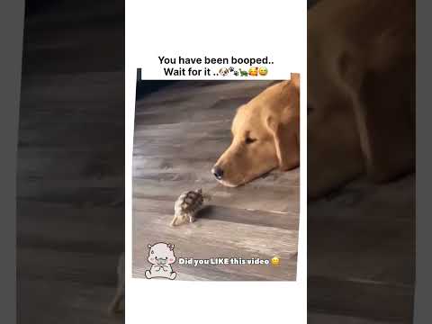 He wasn't expecting that boop! 🐢❤️ #goldenretriever #shorts #pets #dogs #tortoise #cuteanimals