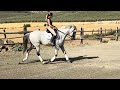 GALAN DE ARDITE A PRE Gelding