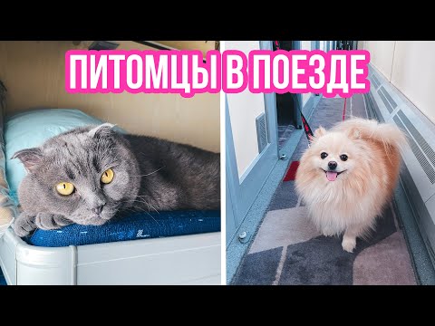 КОТИК И ПЕСИК ЕДУТ В ПОЕЗДЕ |  ПЕРЕЕЗД НА ПОЕЗДЕ С КОШКОЙ И СОБАКОЙ | Киса Баттерс и Шпиц Элис