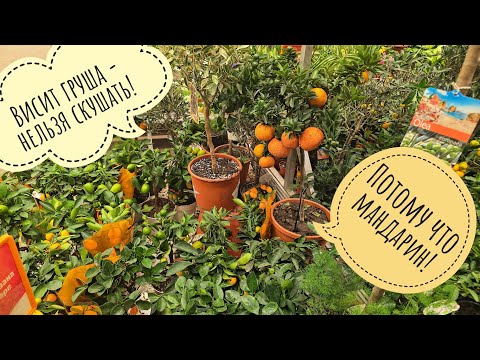 An overview of orchids and citrus fruits from the market. Cheated on phalaenopsis with kumquats