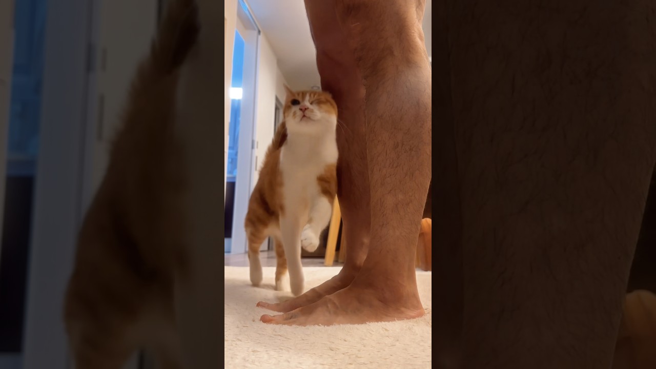 これって猫あるある...??