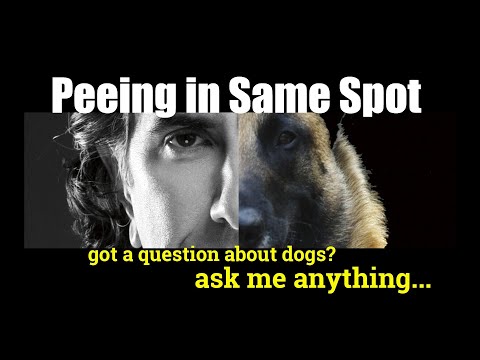 My Dog Keeps Peeing in the Same Spot - ask me anything - Dog Training