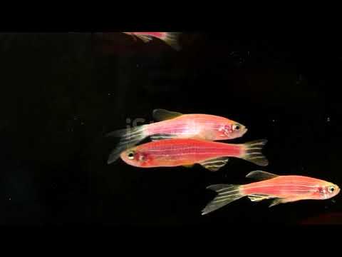 Pink zebra danio fish aquarium