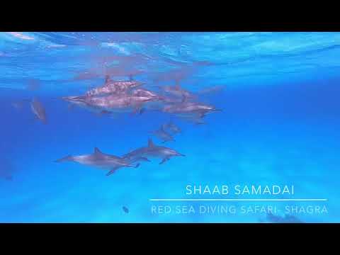 Red Sea Diving Safari-Marsa Shagra Village: Shaab Samadai