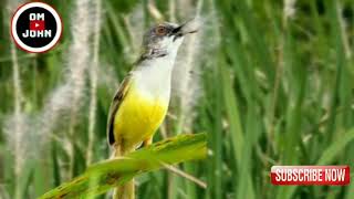 Download lagu Suara Pikat Ciblek Tebu.. dijamin Ampuh mp3 Download lagu Suara Pikat Ciblek Tebu.. dijamin Ampuh mp3