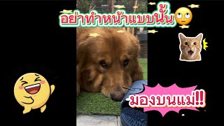 Download lagu EP.374 Don't look down on your mother.😓 mp3 Download lagu EP.374 Don't look down on your mother.😓 mp3