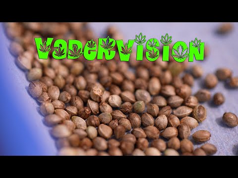 Experimental Breeding Project - Seed to Harvest!