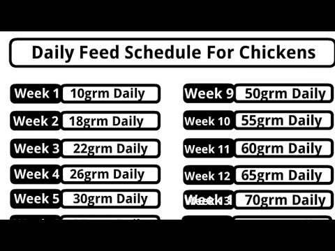 , title : 'Poultry Farming Business Plan Feed Schedule For Chickens'
