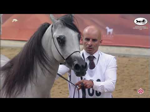 N 168 ZAHER AL SHAHANIA   Qatar Nationals for Individual Owners 2022   Colts 2 Years Old Class 5