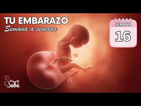 ❤️ Semana 16 de embarazo 🤰 Síntomas, consejos y desarrollo del bebé | El embarazo semana a semana