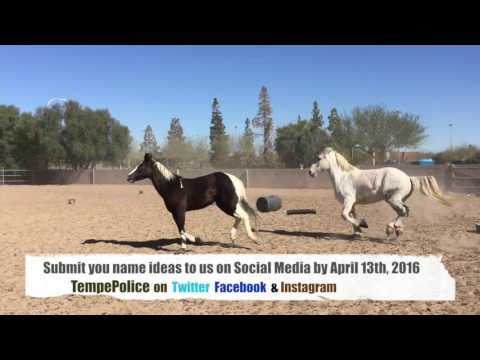 Help Us Name Our New Police Horse