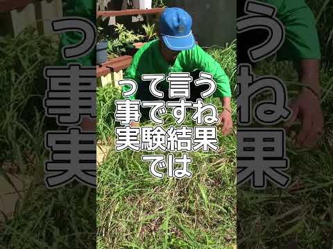 植物に重曹を使用するにはどうすればよいですか?どのような用量と頻度を守る必要がありますか?  庭園