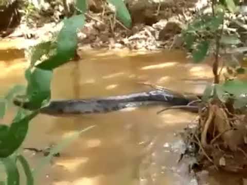 Marcos Rossi o Guardião da águas de Juquitiba suas caminhadas filma Anaconda no Rio dos Carmos