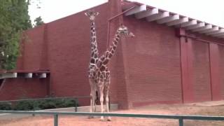 Giraffes at Denver Zoo Attempting to Make Babies - Male giraffe mounting a female - Floppycats