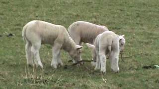 preview picture of video 'Lambs Enjoying Life'