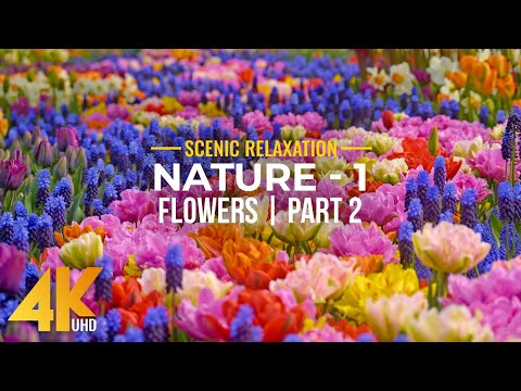 Incredible Nature in 4K UHD - Season 1; Episode 2 - Amazing FLOWERS in Bloom (nature sounds)