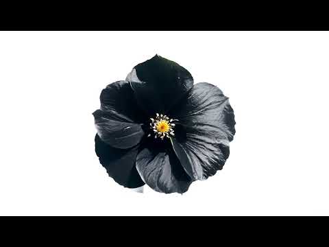 Video thumbnail for Black Poppies