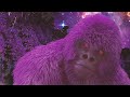 Matuê Gorilla Roxo